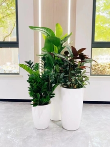 专业盆景租赁，宁波镇海为您的空间添绿